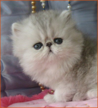 pictured at 5 weeks