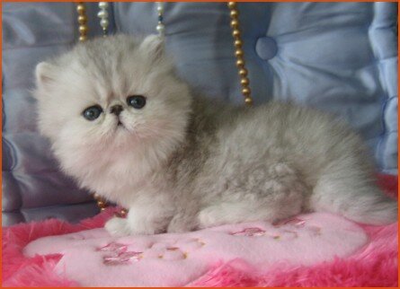 pictured at 5 weeks