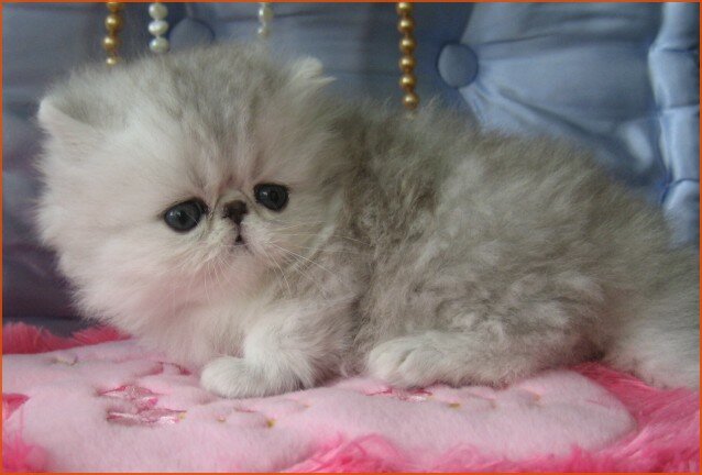 pictured at 5 weeks