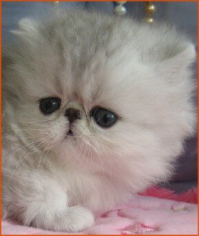 pictured at 5 weeks